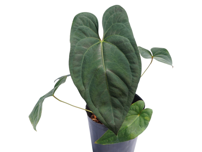 Anthurium Rabbit Ears 'Inverse crossing' x Anth. papillilaminum