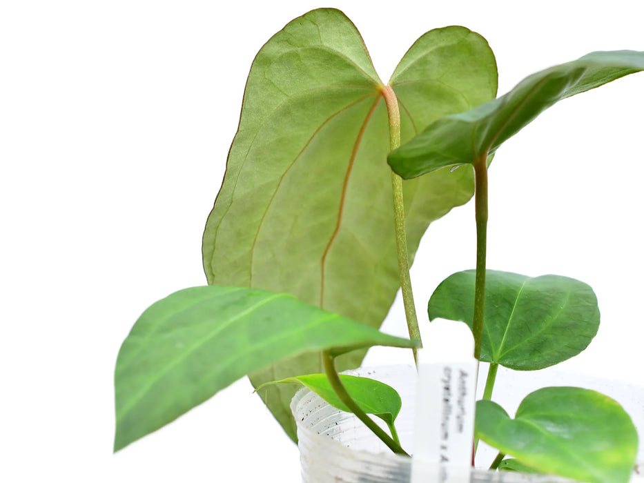 Anthurium Rabbit Ears