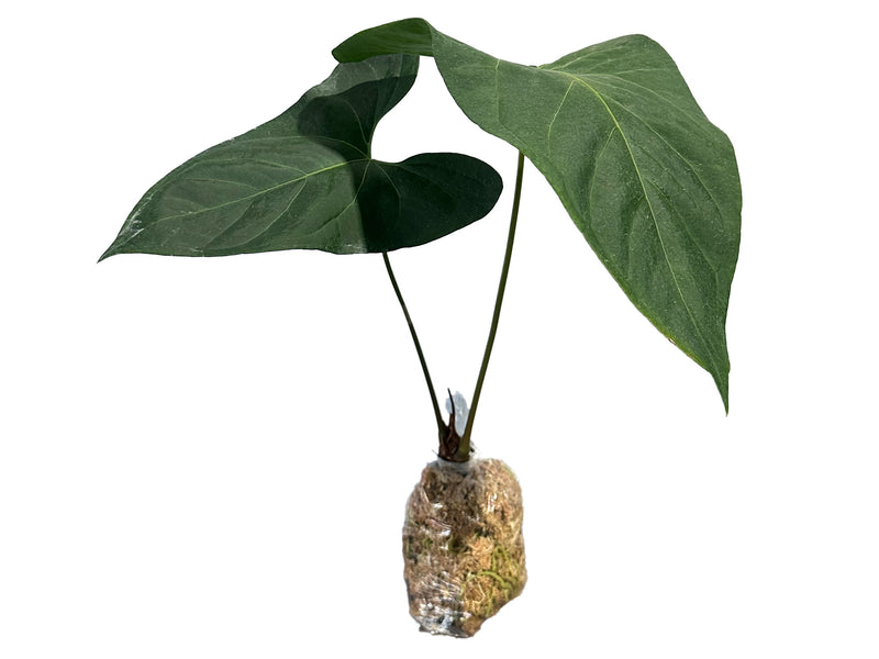 Anthurium Rabbit Ears