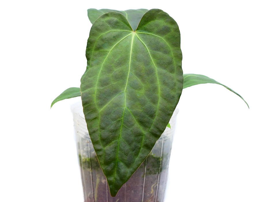 Anthurium Rabbit Ears