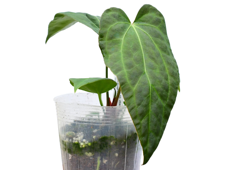 Anthurium Rabbit Ears