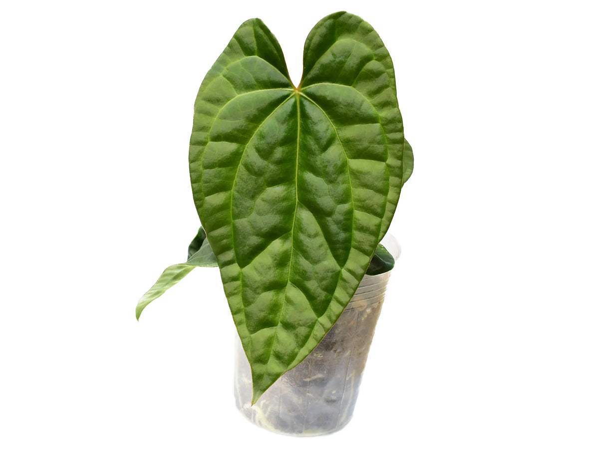 Anthurium Raven Soul 'Inverse crossing' — Ecuagenera Orquídeas del Ecuador