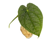 anthurium raven soul Anthurium Raven Soul (seedling)