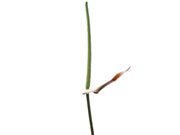 anthurium raven soul Anthurium Raven Soul — Ecuagenera Orquídeas del Ecuador