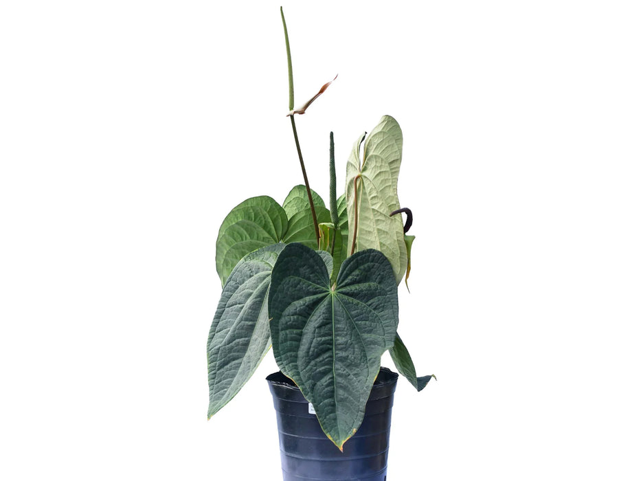 Anthurium Raven Soul