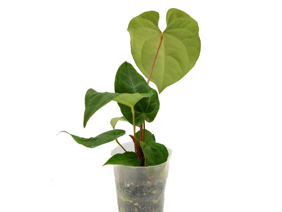 Anthurium Rio Negro