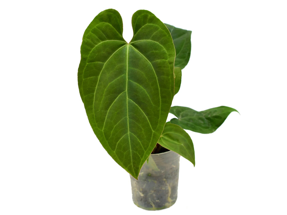 Anthurium Rio Negro