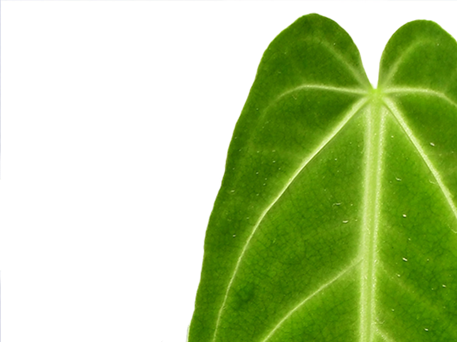 anthurium regale ecuagenera Anthurium Royal — Ecuagenera Orquídeas del Ecuador