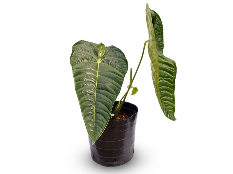 Anthurium Royal Corrugata