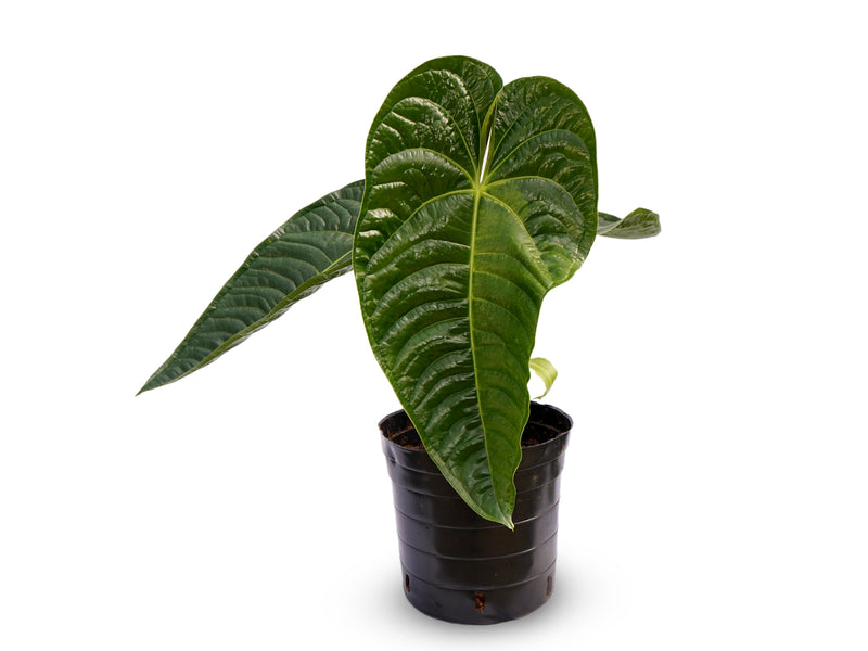 Anthurium Royal Corrugata