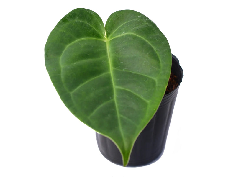 anthurium royal Anthurium Royal Crystal 'Inverse crossing'