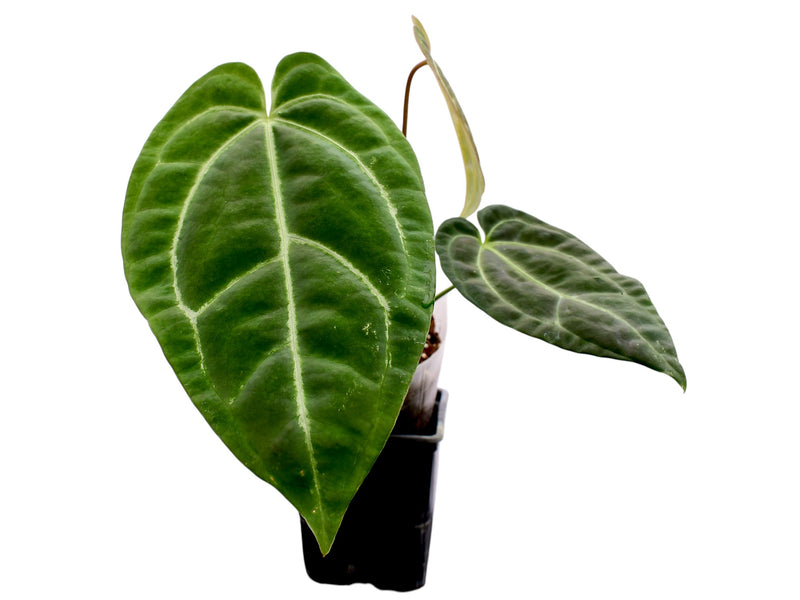 Anthurium Royal Sky
