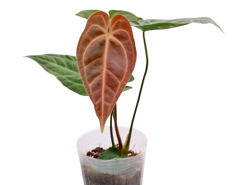 Anthurium Royal Sky