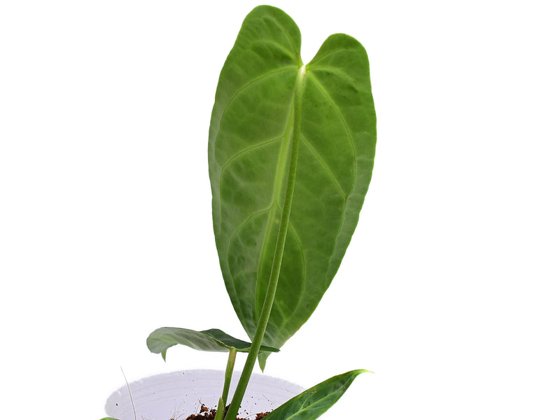 royal anthurium Anthurium Royal