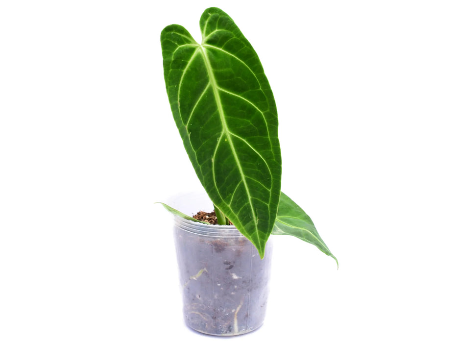 Anthurium Royal