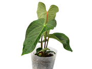 anthurium royalty Anthurium Royalty — Ecuagenera Orquídeas del Ecuador