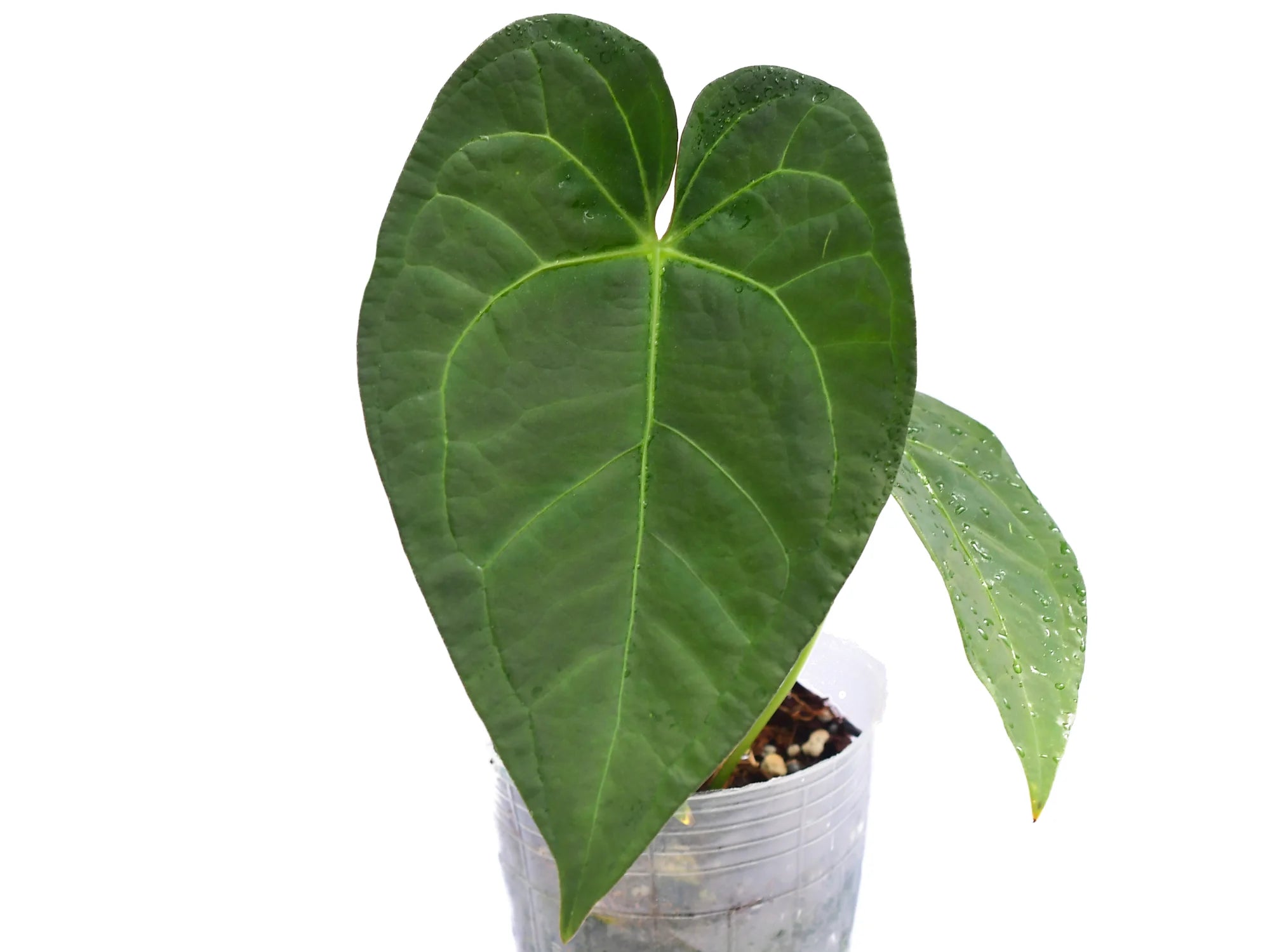 174 Shuar Princess シュアールプリンセス　アンスリウム Anthurium Shuar Princess 'Fantasy' Inverse crossing — Ecuagenera