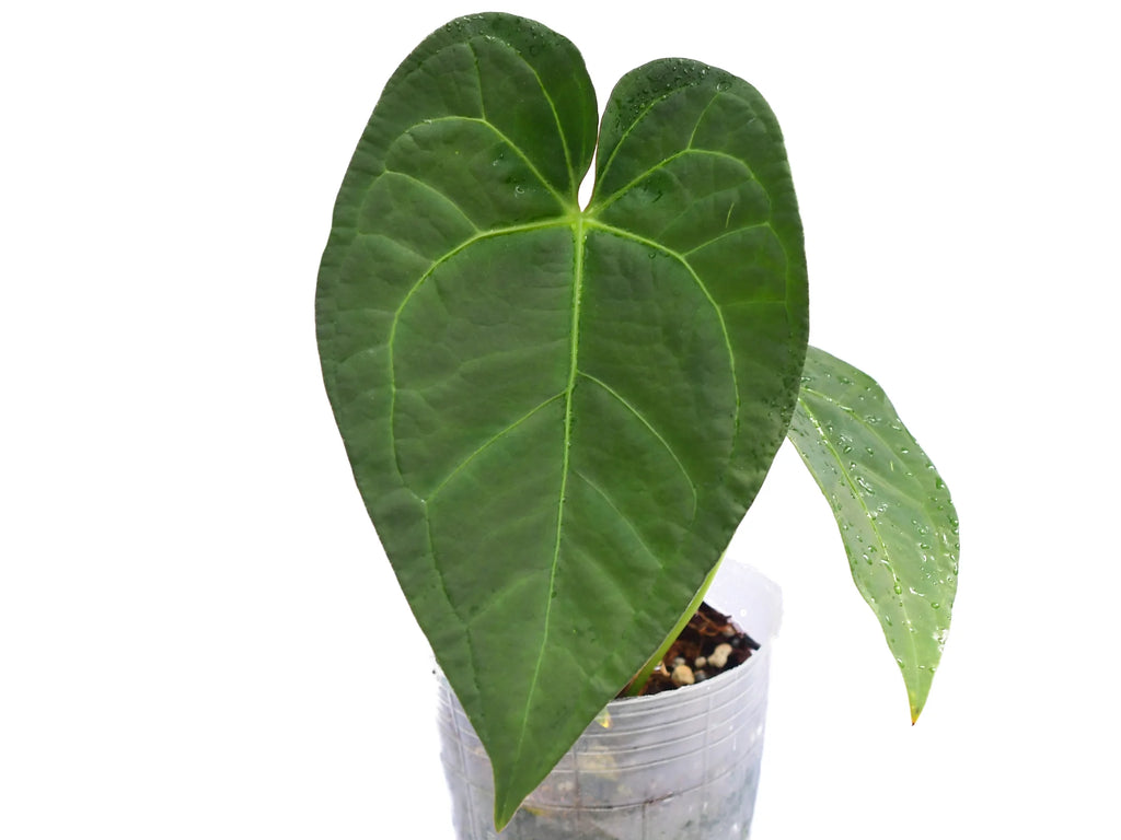 Anthurium Shuar Princess 'Fantasy' Inverse crossing — Ecuagenera