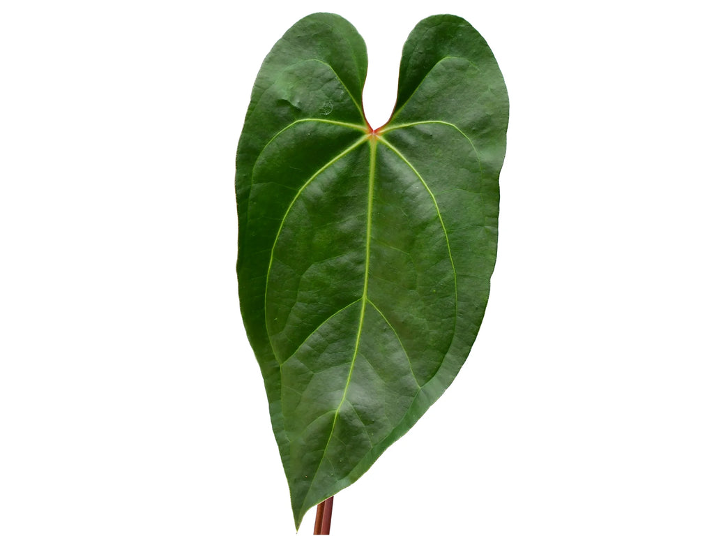175 Shuar Princess シュアールプリンセス　アンスリウム Anthurium Shuar Princess — Ecuagenera Orquídeas del Ecuador