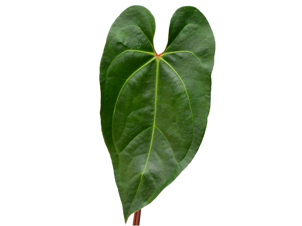 anthurium princess Anthurium Shuar Princess