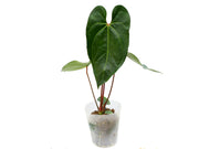 anthurium princess Anthurium Shuar Princess — Ecuagenera Orquídeas del Ecuador
