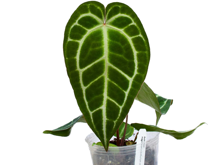 Anthurium Shuar Soul 'Inverse crossing'