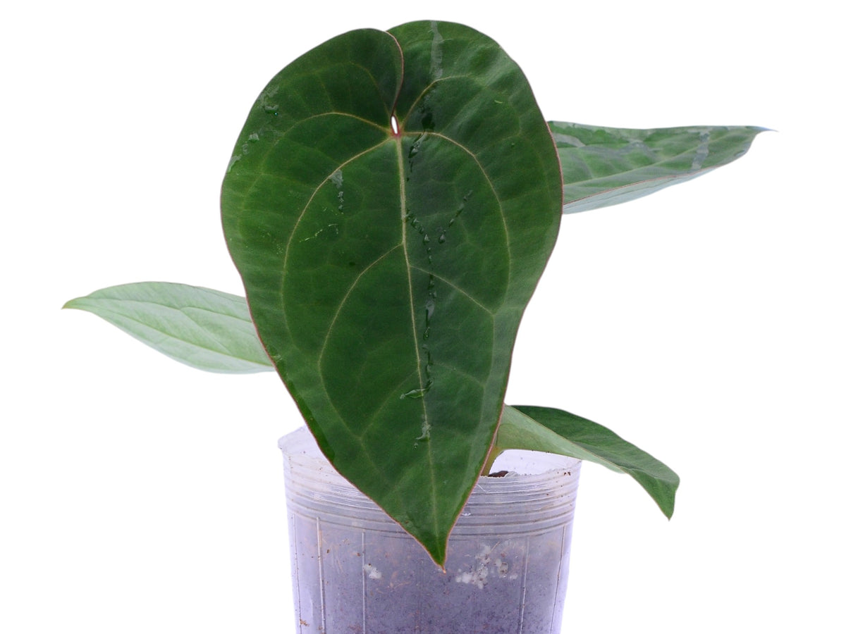 Anthurium Shuar Soul 'Inverse crossing' x Anthurium dressleri ...