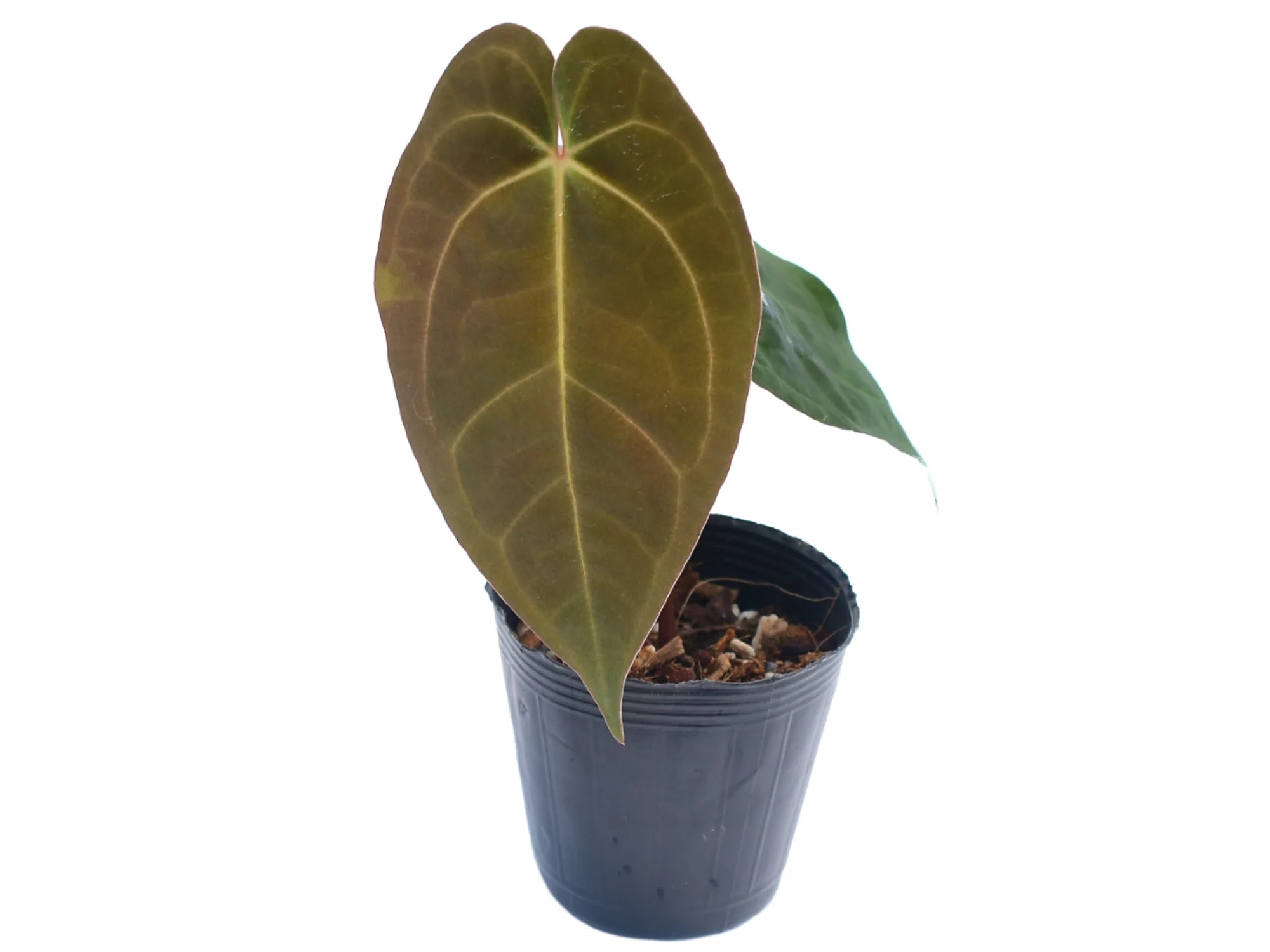 ARSOA　SAUSSUREA Anthurium Terra Code — Ecuagenera Orquídeas del Ecuador