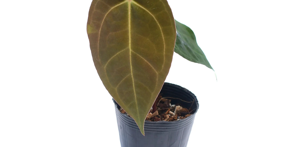 Anthurium_Shuar_Soul_inverse_c