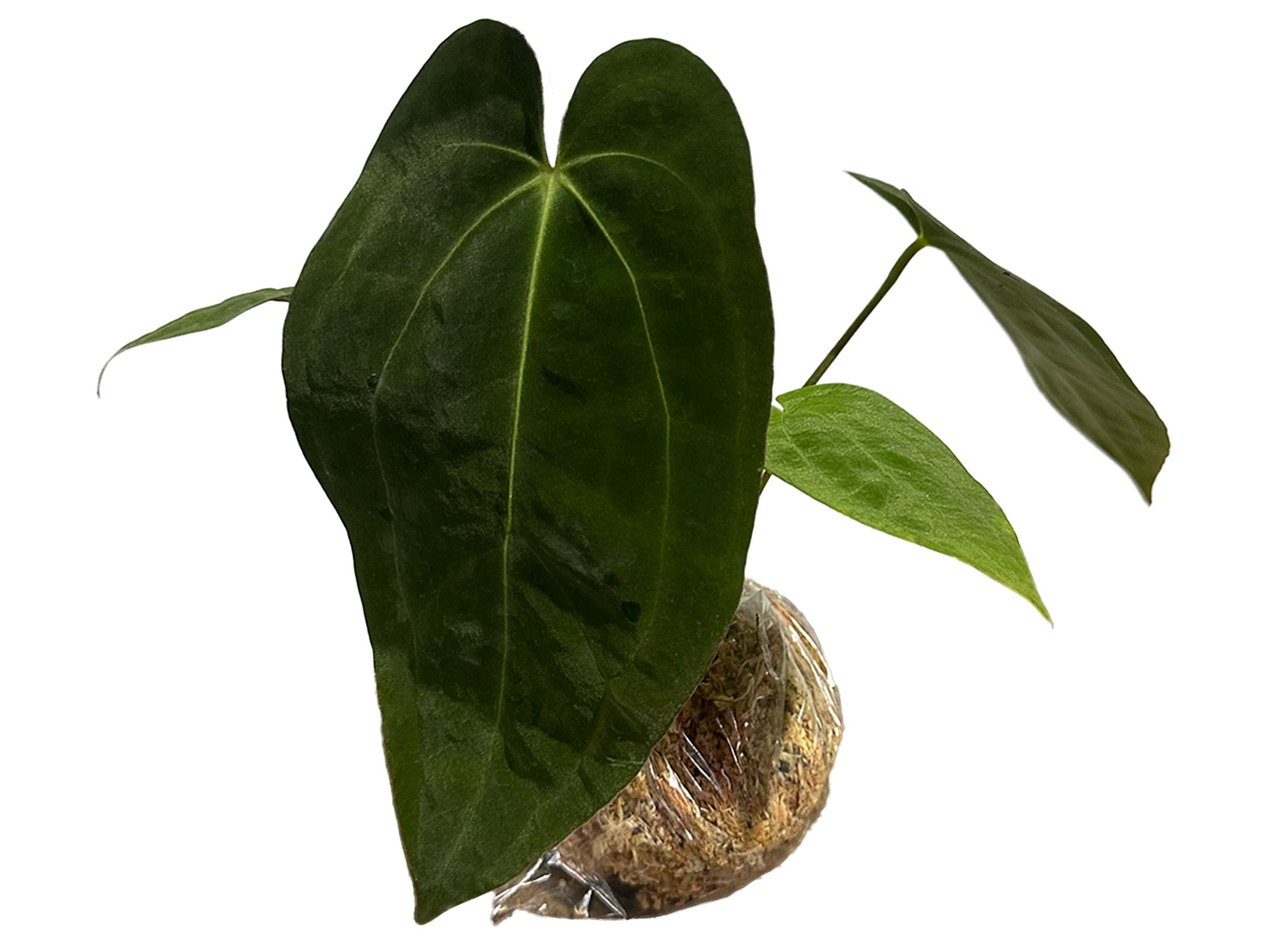 Anthurium Terra Code — Ecuagenera Orquídeas del Ecuador