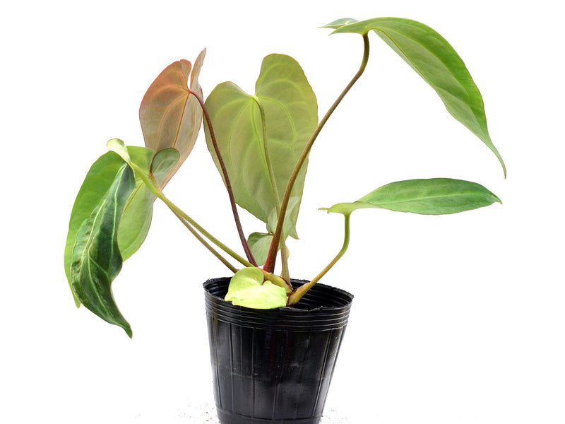 Anthurium Shuar Soul x Anthurium besseae aff