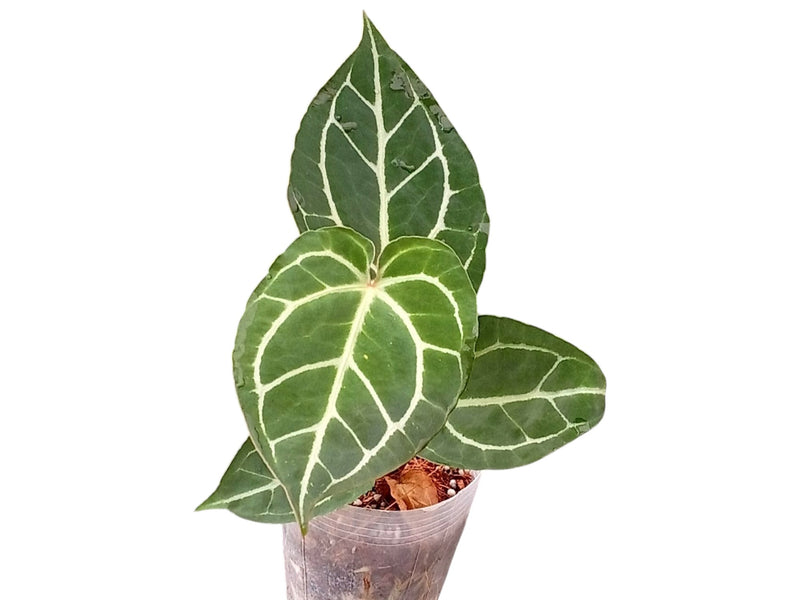 Anthurium Shuar Soul x Anthurium Crystal Sky