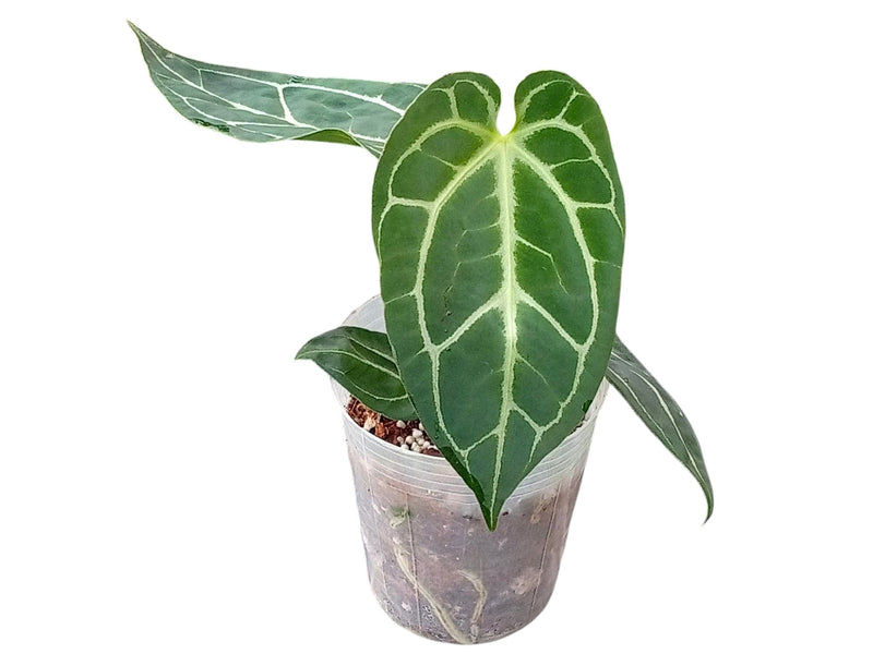 Anthurium Shuar Soul x Anthurium Crystal Sky