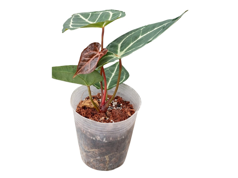 Anthurium Shuar Soul x Anthurium Crystal Sky