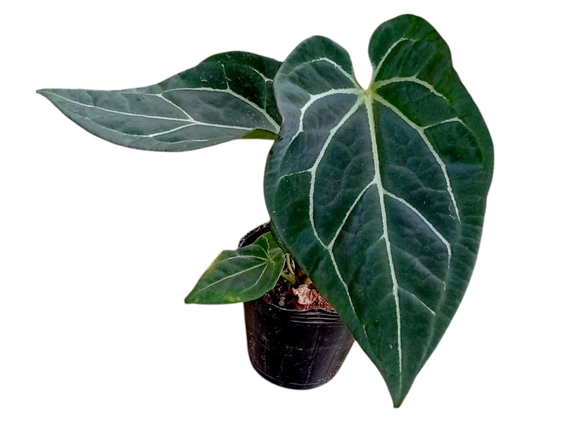 anthurium crystal Anthurium Shuar Soul x Anthurium Crystal Sky (rec.)