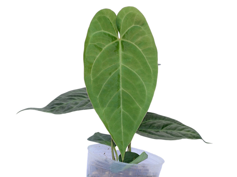 Anthurium Shuar Soul x Anthurium Pangui Night