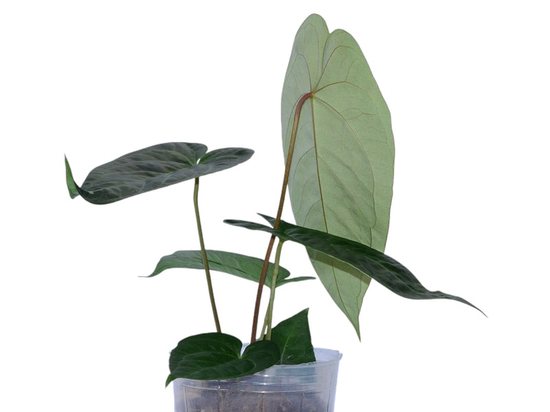 Anthurium Shuar Soul x Anthurium Pangui Night