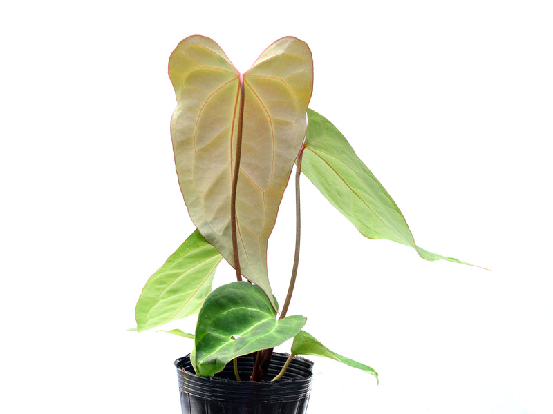Anthurium Shuar Soul x Anthurium besseae aff