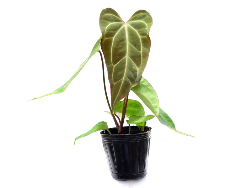 Anthurium Shuar Soul x Anthurium besseae aff