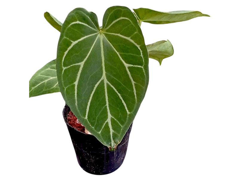 silver blush anthurium Anthurium Silver Blush (Hibrido) — Ecuagenera Orquídeas del Ecuador