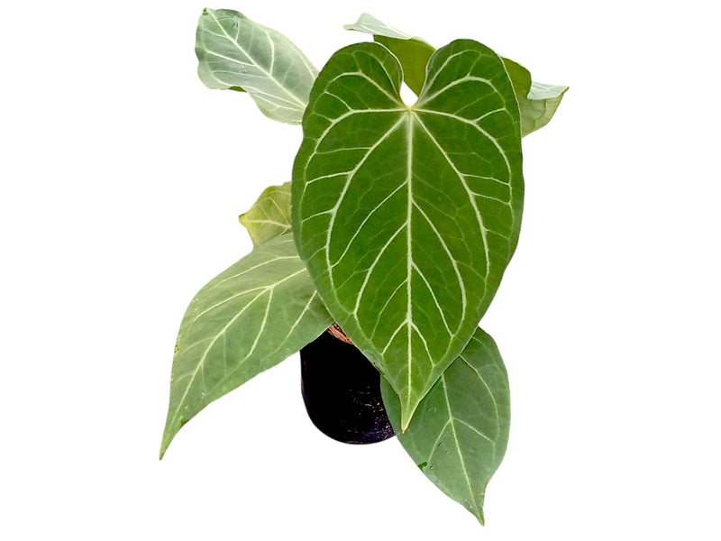 Anthurium Silver Blush (Hibrido)