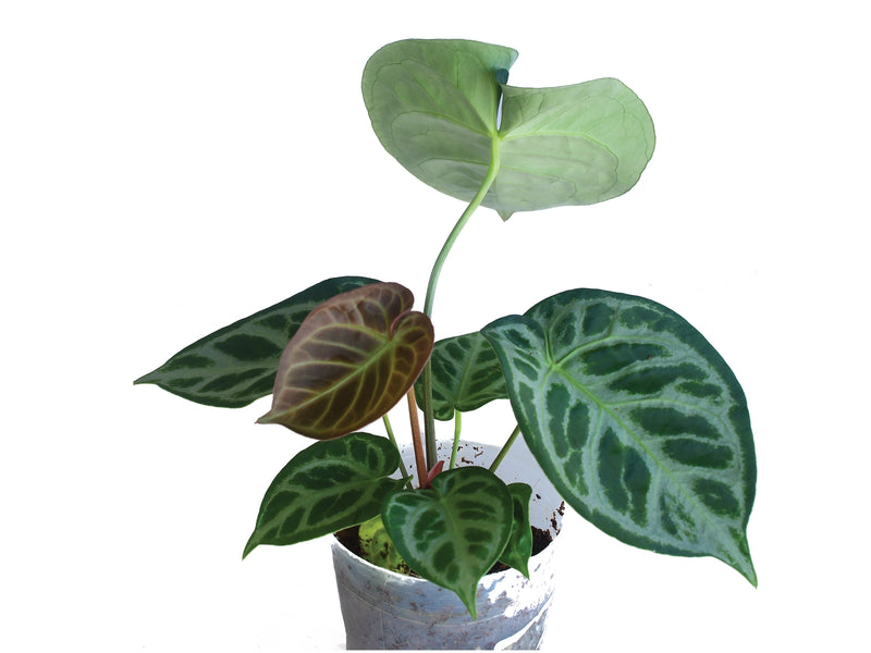 Anthurium Silver Blush