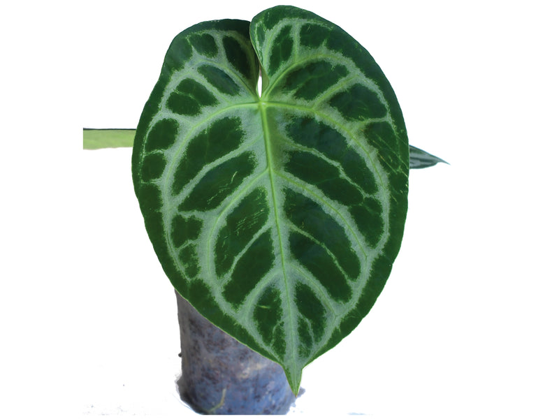 anthurium silver Silver Blush Anthurium