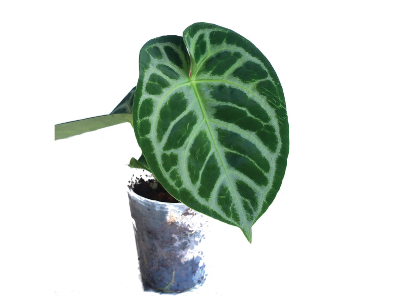 Anthurium Silver Blush