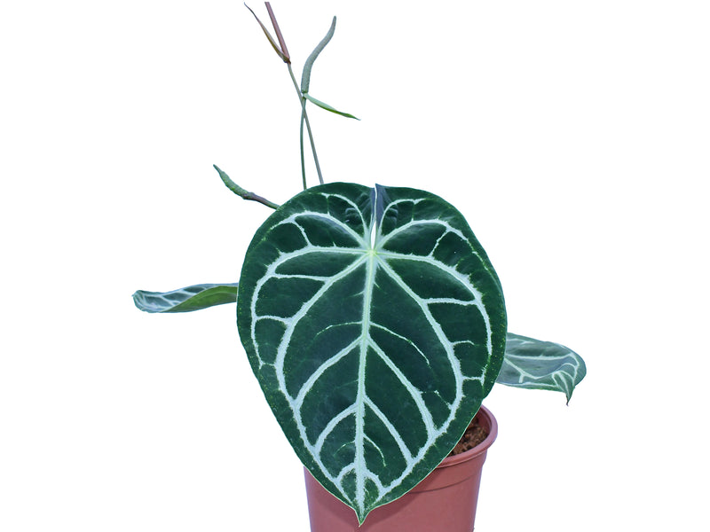 Anthurium Silver Blush x Anthurium Crystal Sky