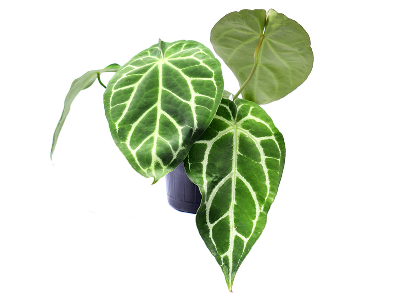 Anthurium Silver Blush x Anthurium Crystal Sky
