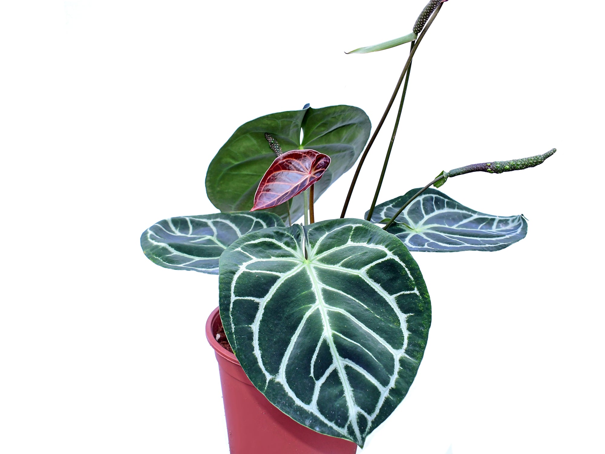 Anthurium Silver Blush x Anthurium Crystal Sky