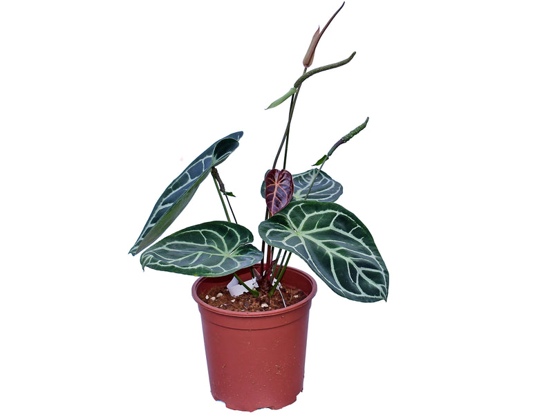 Anthurium Silver Blush x Anthurium Crystal Sky