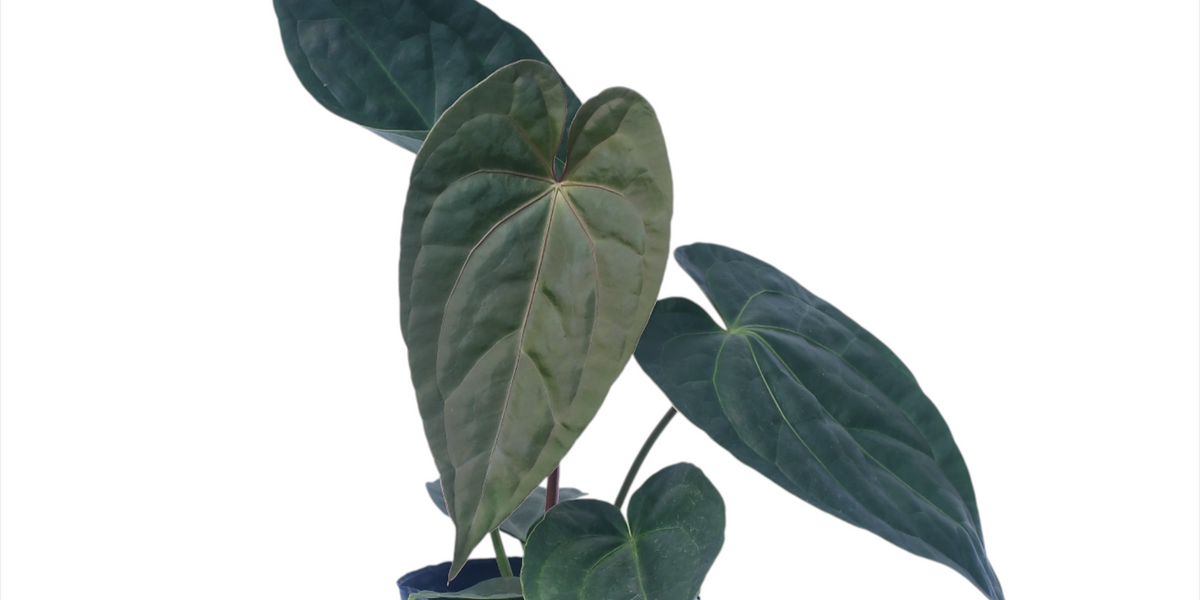 anthurium ruffles with silver Anthurium Silver Blush x Anthurium Luxury Jungle — Ecuagenera Orquídeas del  Ecuador