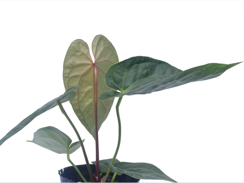 Anthurium Silver Blush x Anthurium Luxury Jungle